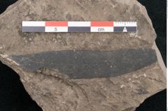 Foto (Detailansicht) von Eucalyptus oceanica Unger (NHMW-GEO-2024-0188-8035)